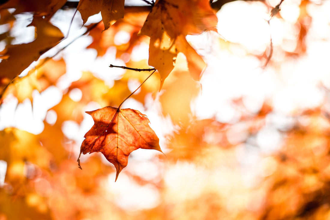 Fall leaves